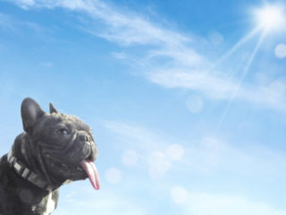 サングラスや飲む日焼け止めで紫外線対策